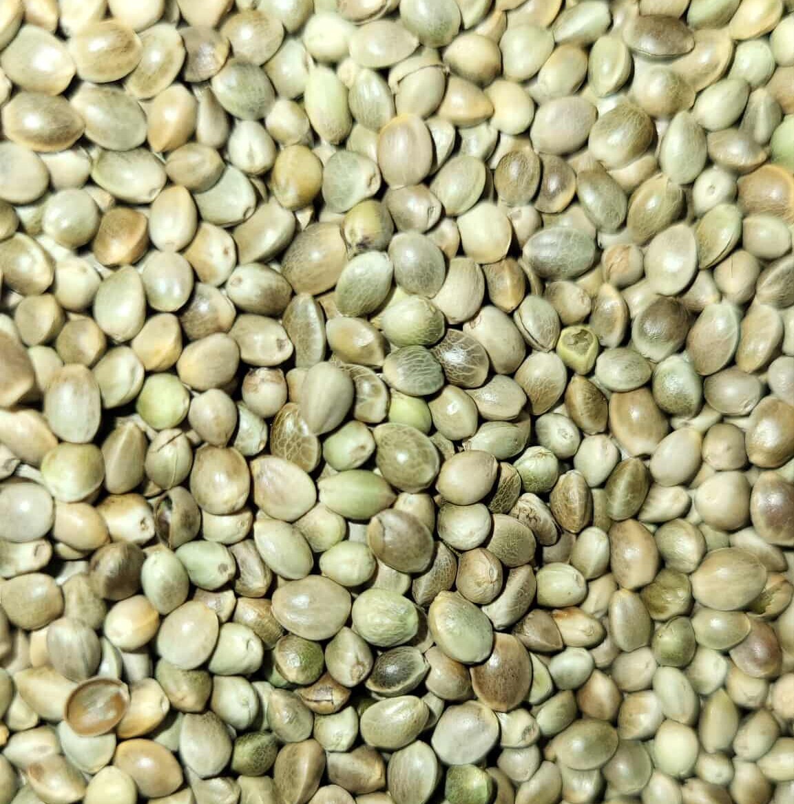 Premium Kosher Hemp Seed Nuts – 100% Food Grade & Nutrient-Rich! gallery