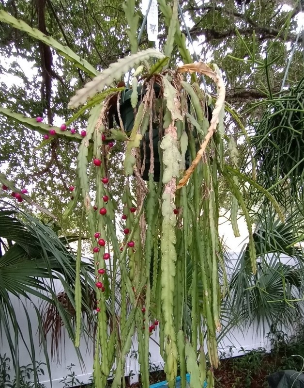 Lepismium cruciformes-White Blooms- epiphytic cactus- 4 Cuttings /4 inches each gallery
