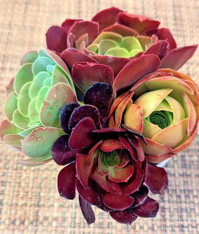 QUARTET (= A SET OF 4 DIFFERENT) AEONIUM CUTTINGS - 2" (= 5 CM) DIAMETER gallery