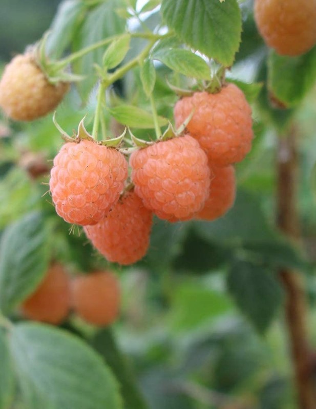 5 Raspberry Plants "Double Gold" Everbearing (5 Dormant Bare Root Canes)Zone 5-8 gallery