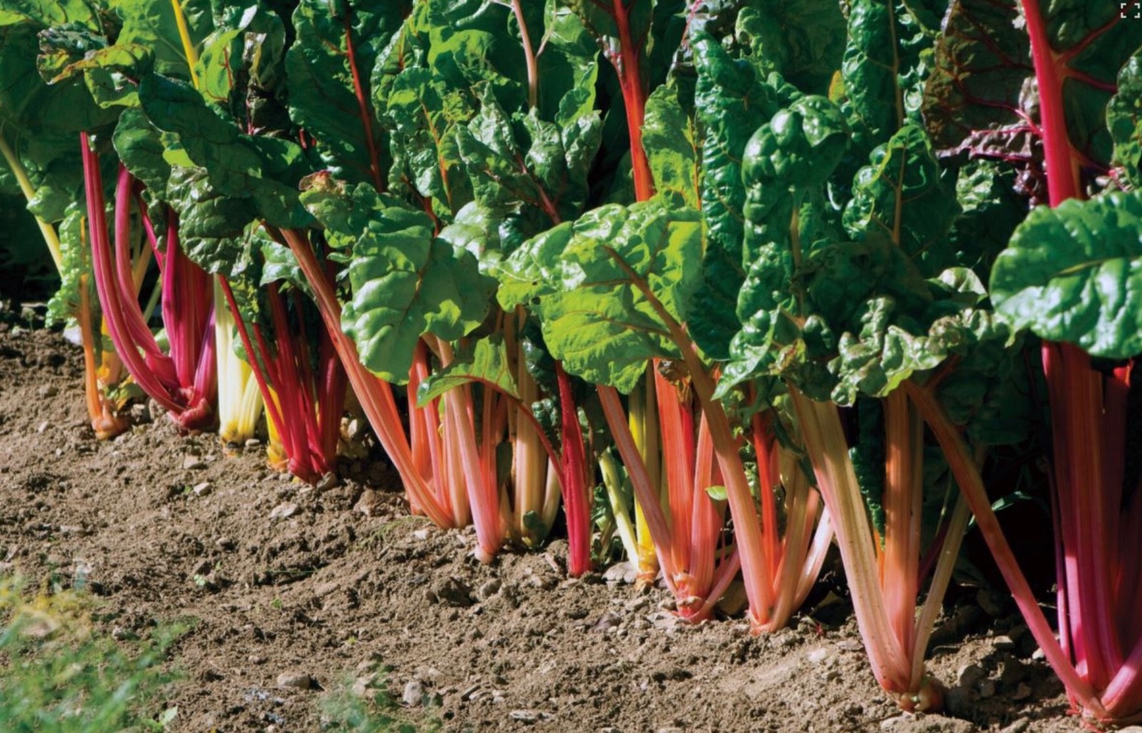 40+ Swiss Chard Seeds, Rainbow/Bright Lights Mix, Heat-Tolerant, Fresh 2026 🇺🇸 gallery