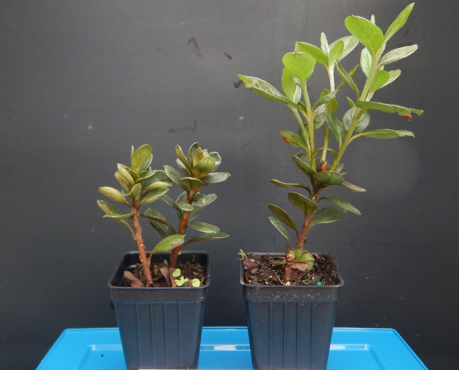 ~~AMELIA ROSE~~Azalea Rhododendron Deciduous SMALL ROOTED Starter Plant~~ gallery