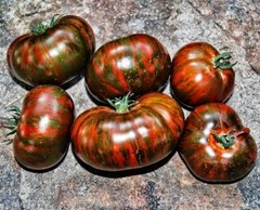 120+ CHOCOLATE STRIPE TOMATO SEEDS – HEIRLOOM – ORGANIC – NON GMO ——— RARE