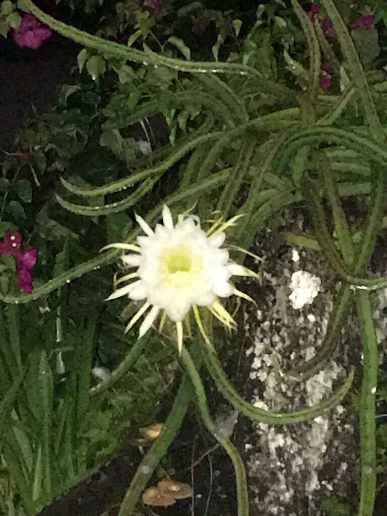 8 Night Blooming Cereus Cactus Rooted Healthy Cuttings!!! Very Easy to Grow gallery