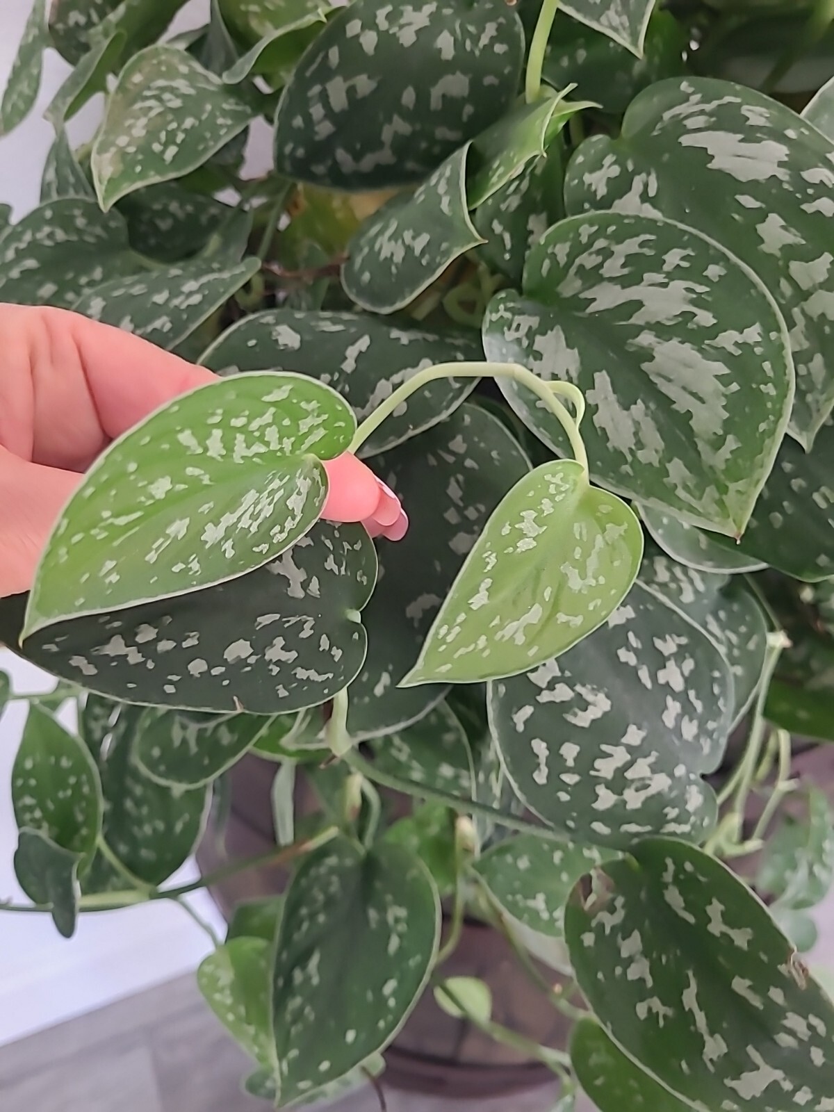 Silver Satin Pothos 3 node fresh CUTTING - Scindapsus Pictus Plant Houseplant gallery