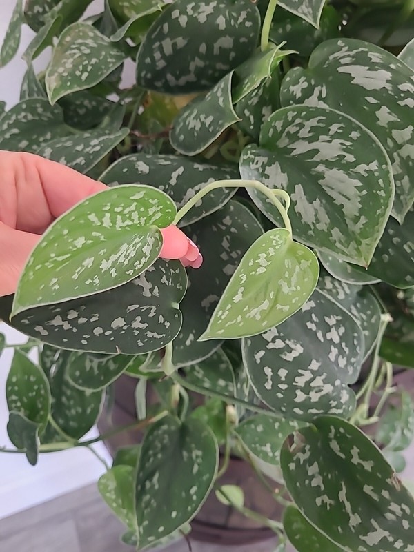 Silver Satin Pothos 3 node fresh CUTTING - Scindapsus Pictus Plant Houseplant gallery