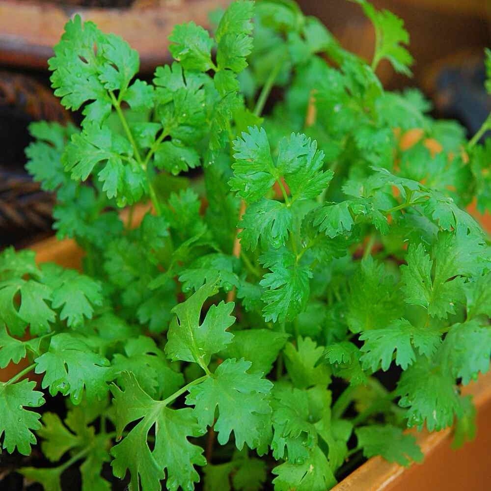 100++ Cilantro / CORIANDER Seeds | Heirloom - Non-GMO | Herb Seeds - USA FREE gallery
