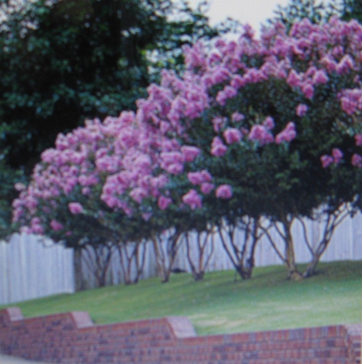 CREPE MYRTLE * 20 SEEDS * SHOWY * gallery