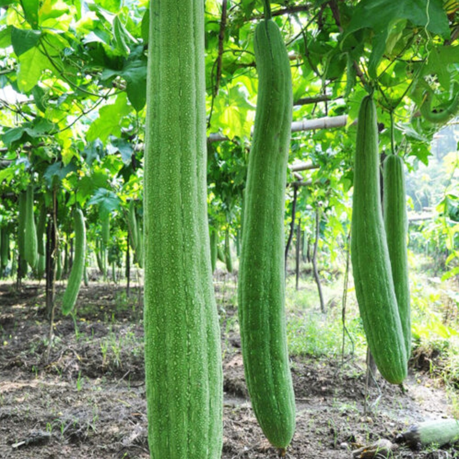 30pcs Super Long Luffa Gourd Seeds - Non-GMO, Loofah Sponge Gourd Seeds. gallery