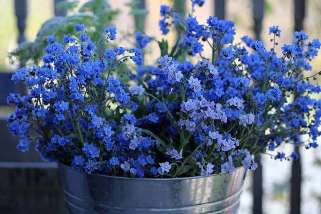 350+ / 2 grams CHINESE FORGET-ME-NOT SEEDS FRESH FOR YOUR FLOWER GARDEN gallery