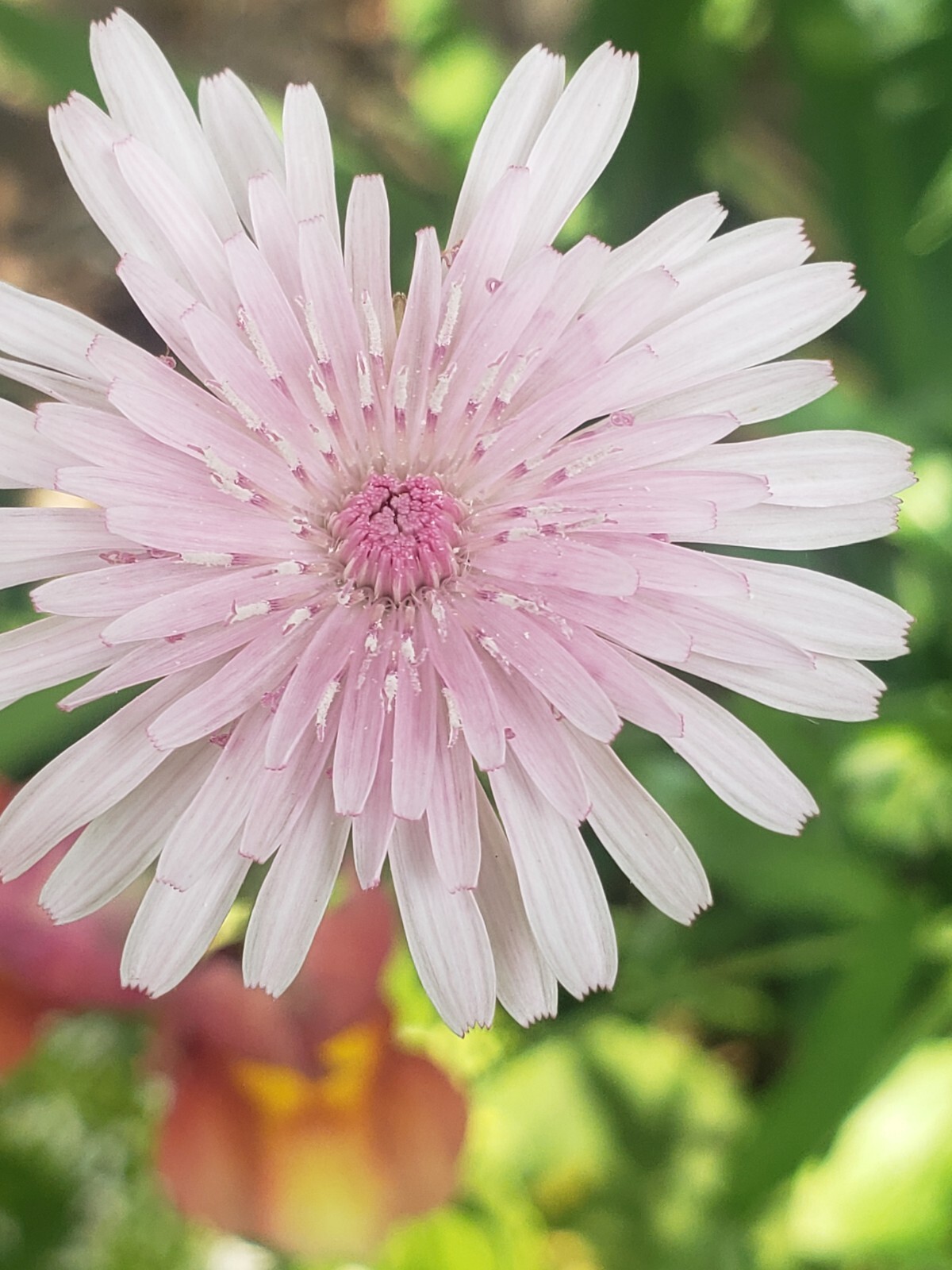 Pink Hawksbeard / Crepis Rubra Flower - 25 seeds, fast growing and bright pink! gallery