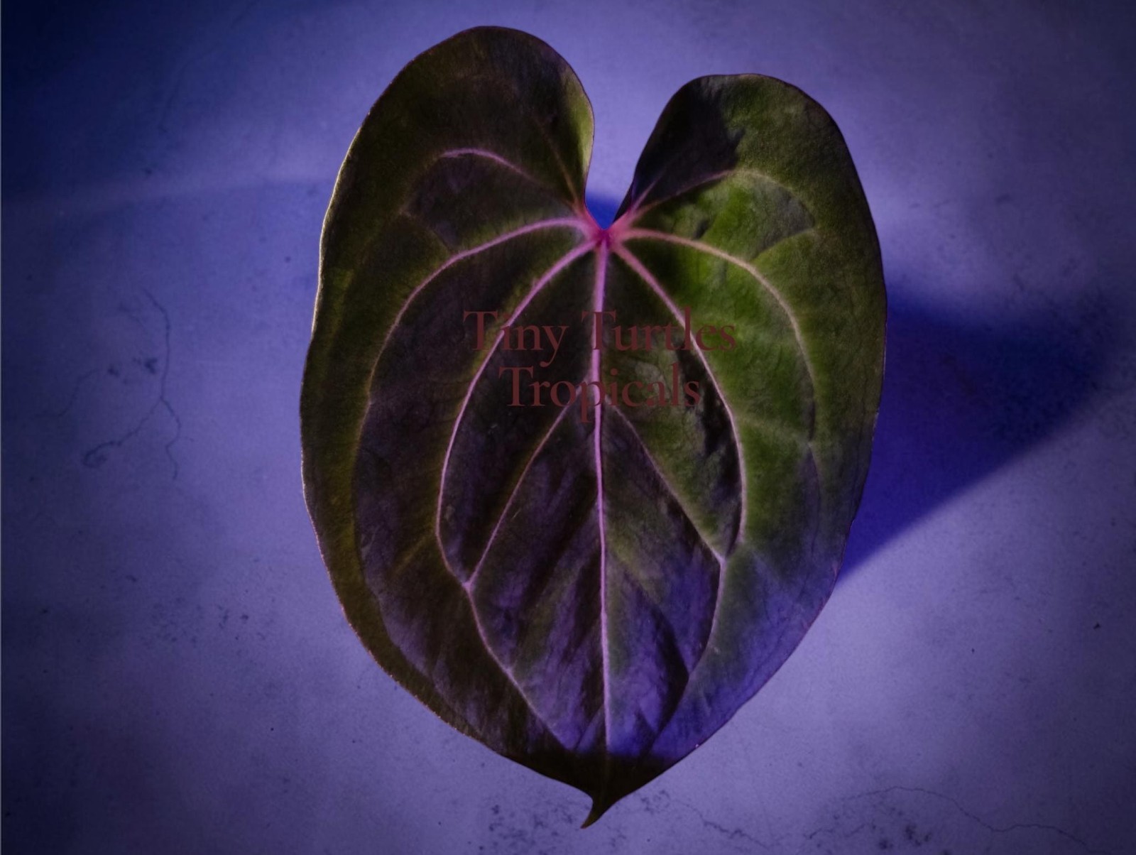 Anthurium Red Spider WITH FOLIAGE: rare imported for several months gallery