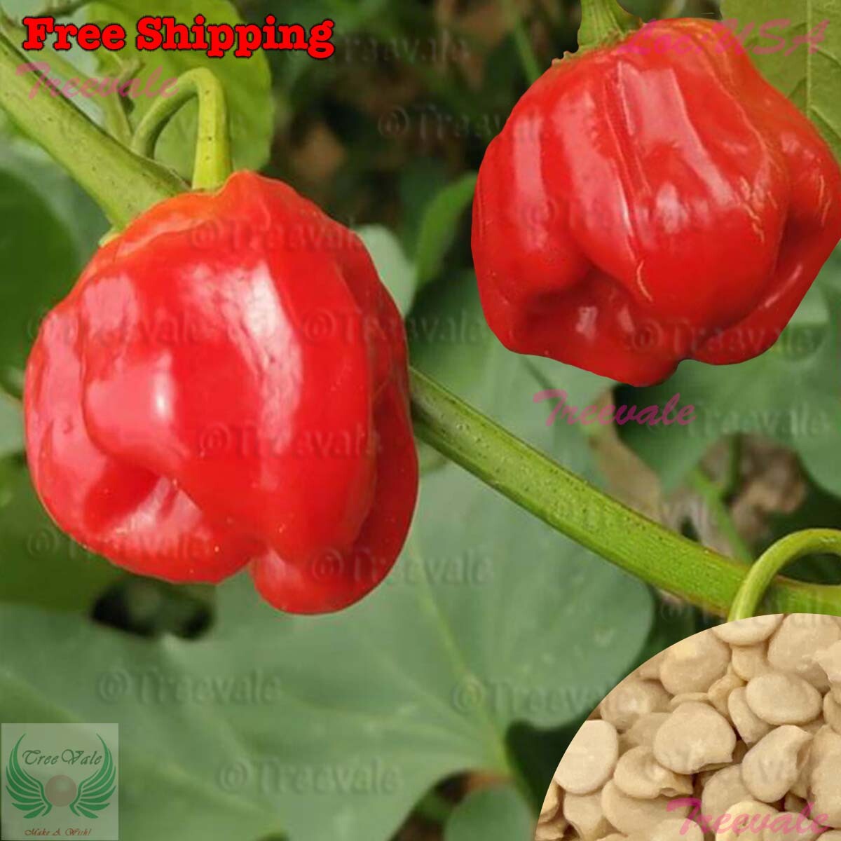 Ghost Pepper Seeds | Ghost Chili, Red Bhut Jolokia Seeds - Super Hot Pepper gallery