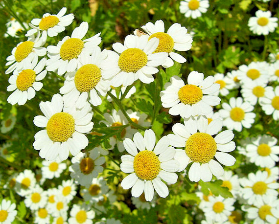 ROMAN CHAMOMILE 100 SEEDS, HERB, SLEEP, CALMING, HEALING, CHAMAEMELUM NOBILE gallery