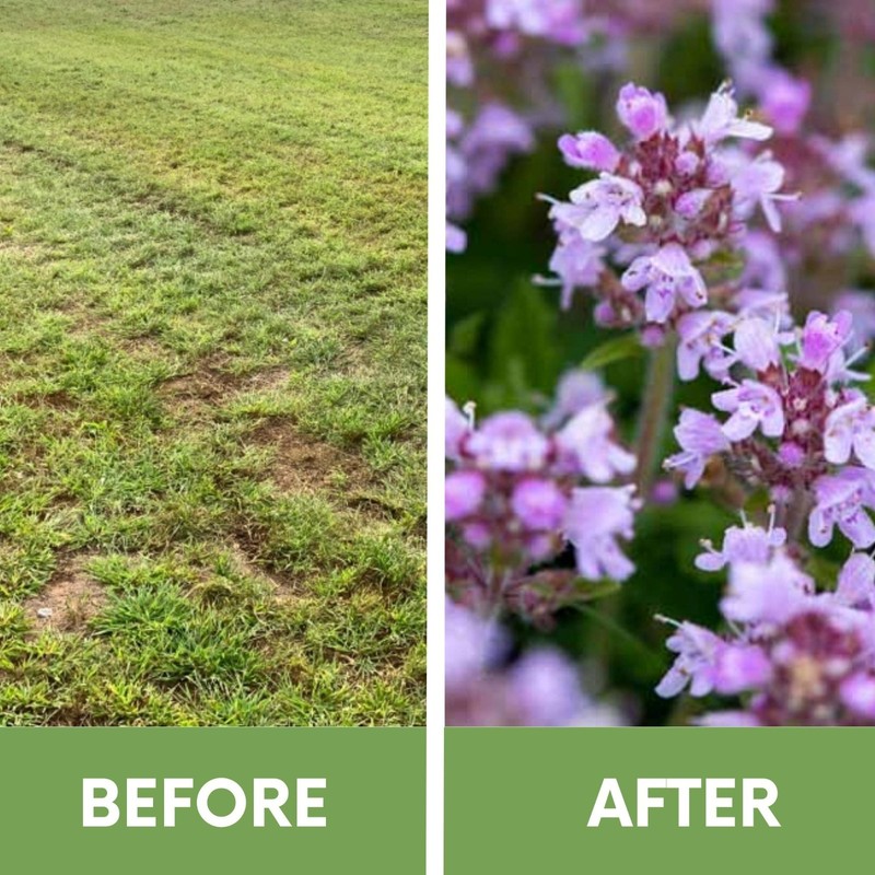 Flawn Seed Creeping Thyme, Pollinator Friendly, Low Maintenance, Ground Cover gallery