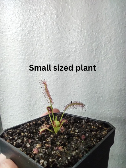 Cape Sundew - Drosera Capensis "Typical" - Easy To Grow Live Carnivorous Plant. gallery