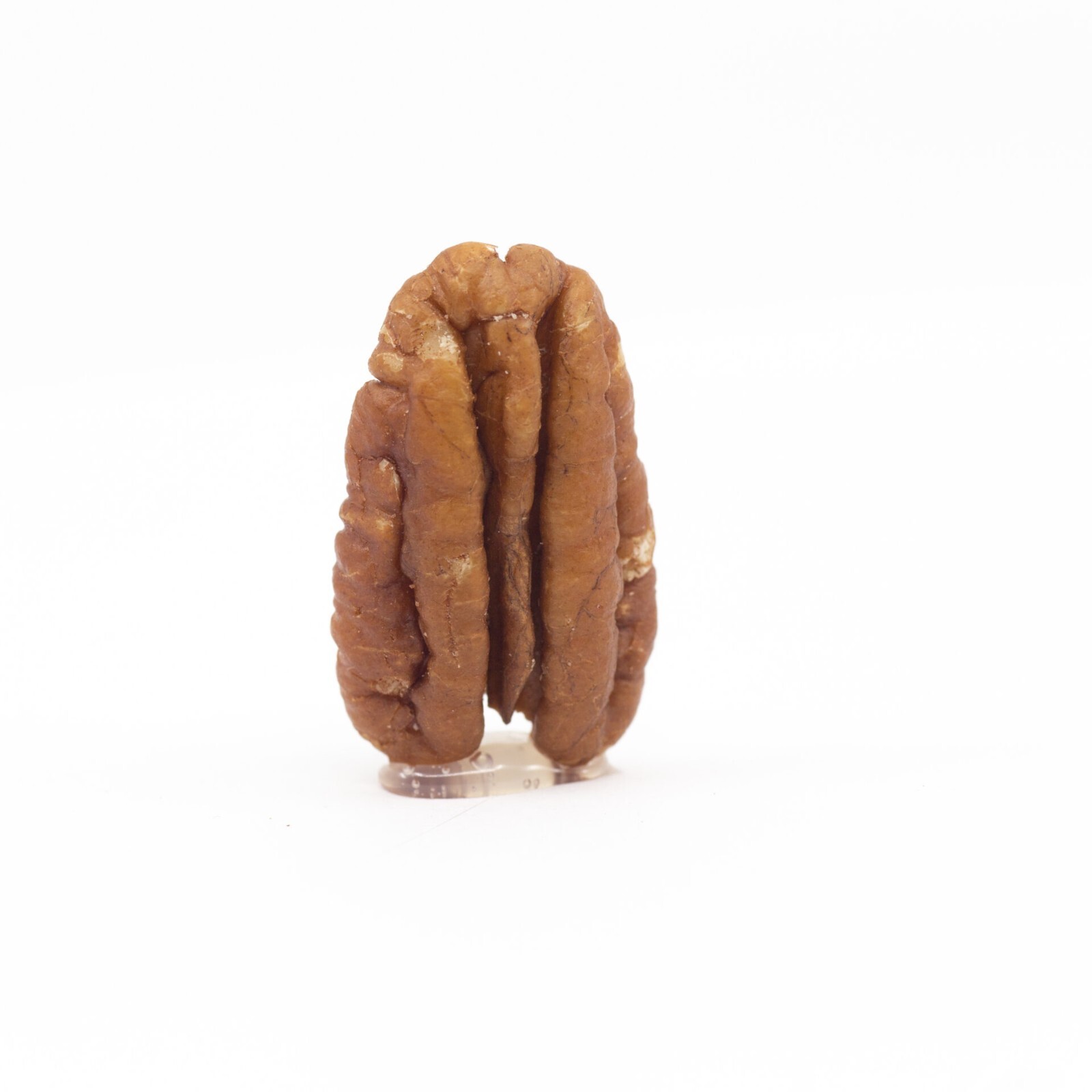 Bulk Raw Pecan Halves, Shelled & Unsalted 10 Pound Wholesale Savings gallery