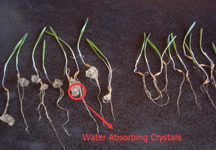 Water Absorbing Polymer Crystals - Soil Moist - Cricket Water Gel gallery