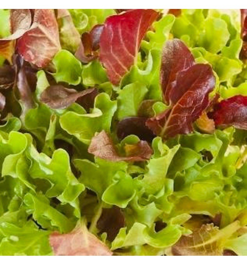 500 Lettuce Seeds - Heatwave Mix | Non-GMO. Heirloom. Heatwave Lettuce Seed USA gallery