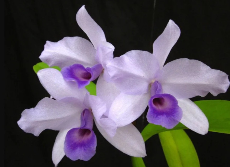 Cattleya deckeri coerulea (4N)- 4.5" Near blooming size gallery
