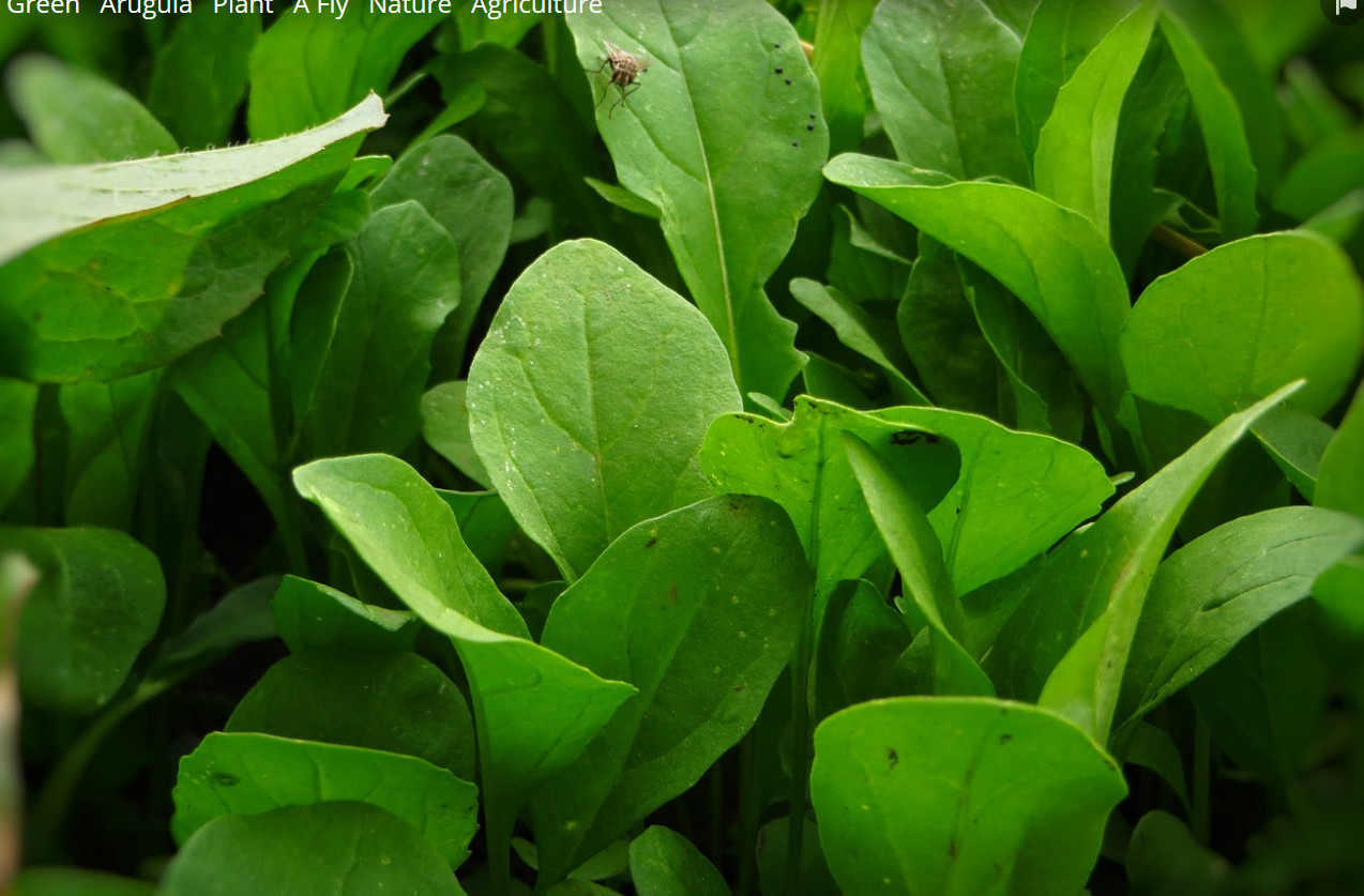 2000 Arugula seeds Eruca sativa, Rocket, Rocket Salad, Garden Rocket, Non-GMO gallery