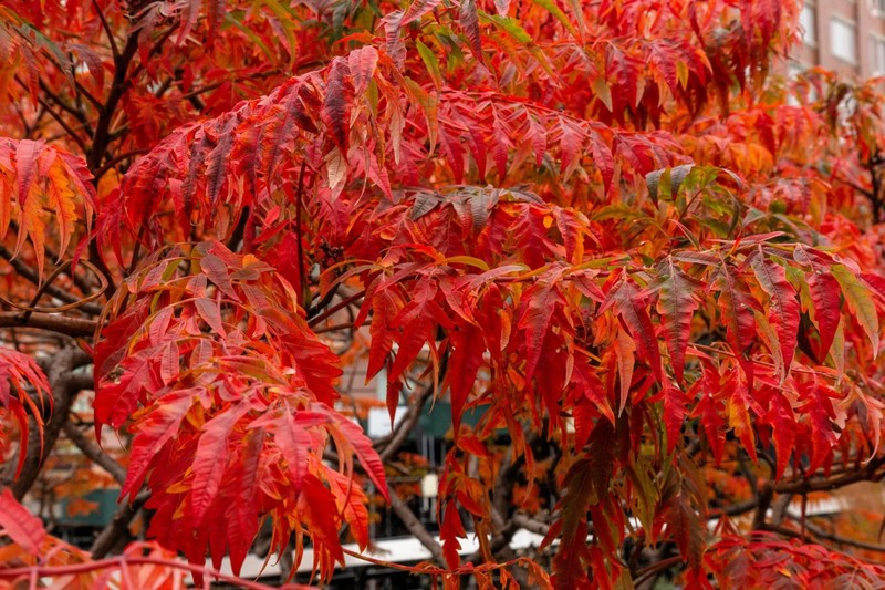 1 Flameleaf Sumac 12-24" Tall Bare Root Rhus copallinum gallery