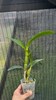 Dendrobium Burana Peach 2.8" gallery