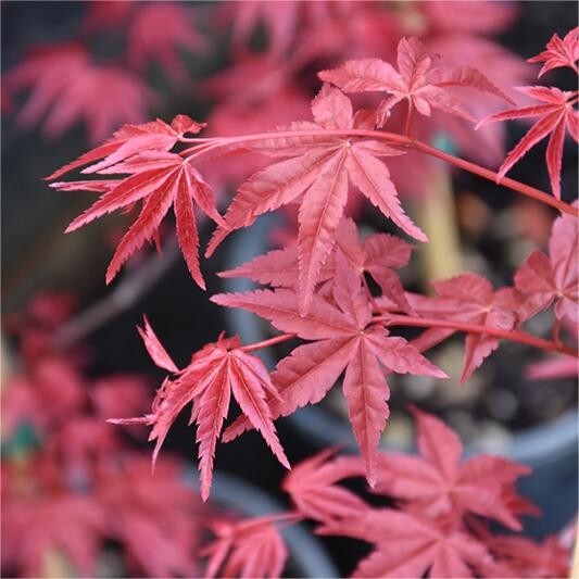 25pcs Red Japanese Maple Seeds, Acer (Palmatum Atropurpureum) gallery