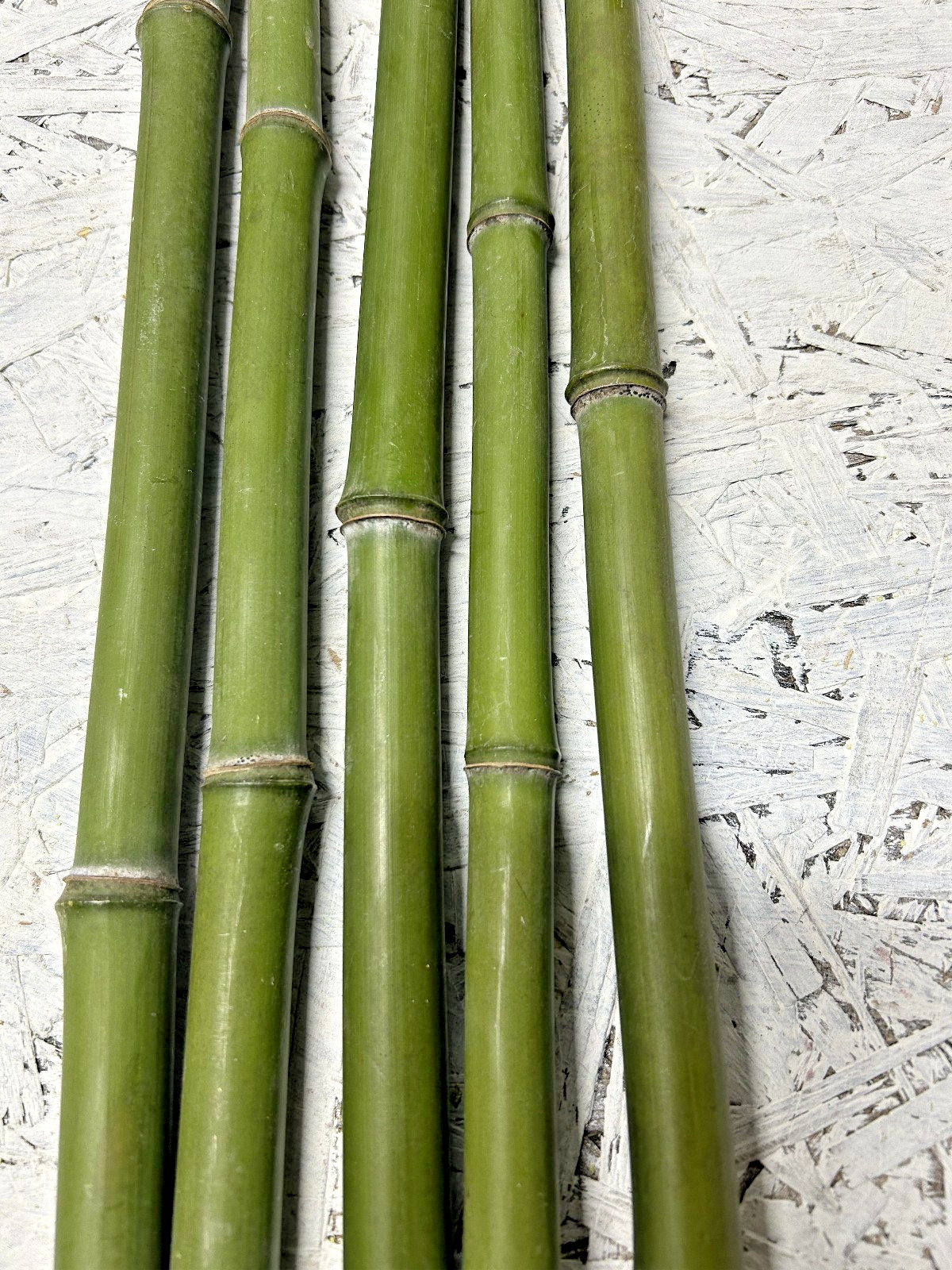 2 PCS 3/4” Diameter Fresh Cut Natural Bamboo For Decor 1ft - 4ft gallery
