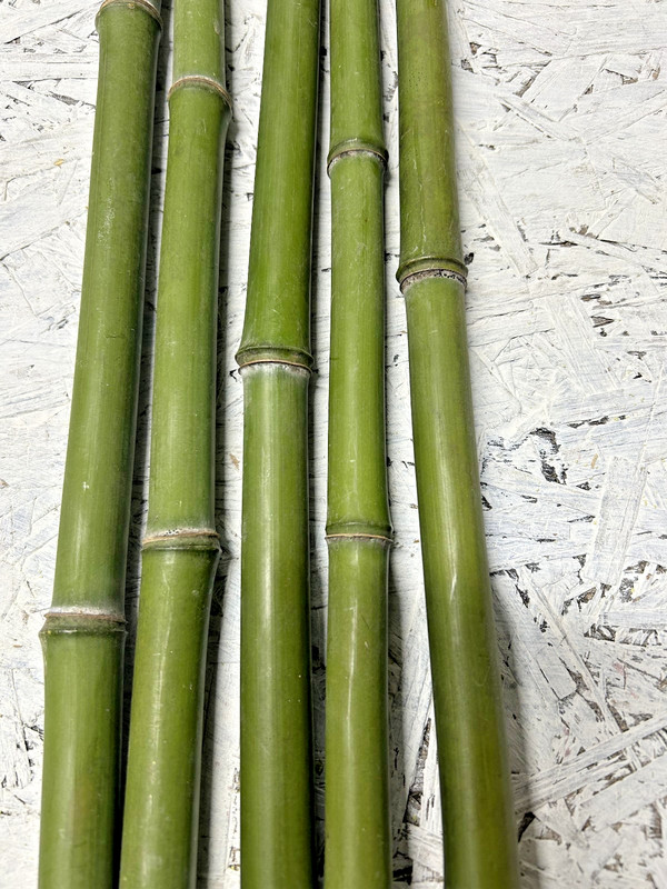 2 PCS 3/4” Diameter Fresh Cut Natural Bamboo For Decor 1ft - 4ft gallery