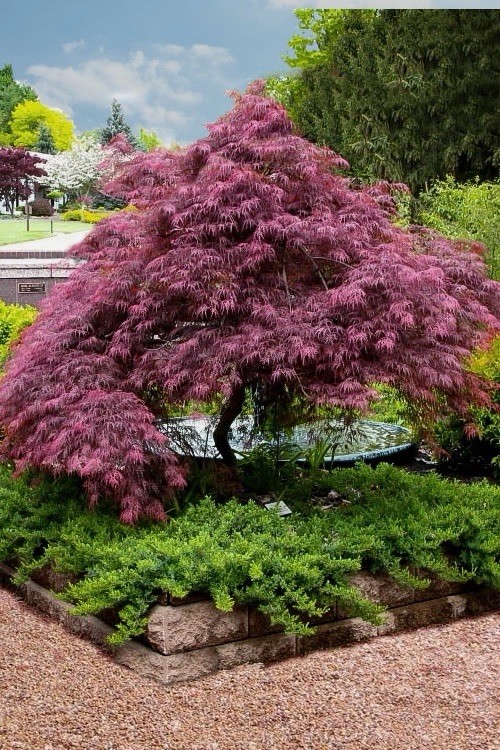 MAKE ME AN OFFER!! Japanese Maple 3-4ft “Tamukeyama” 3 Gallon gallery