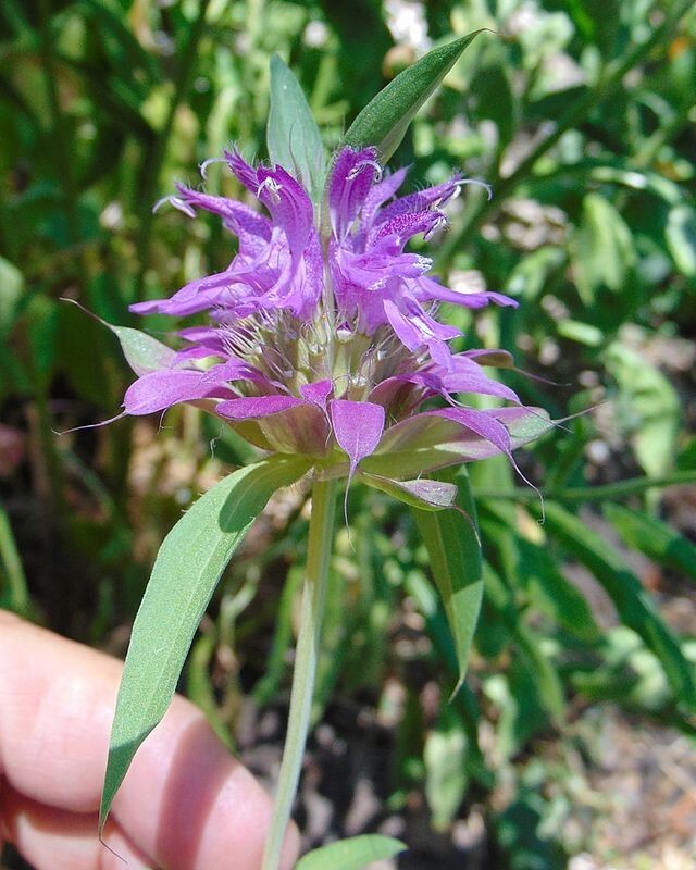 Monarda citriodora | Lemon Mint | Lemon Bee Balm | 1000 Seeds gallery