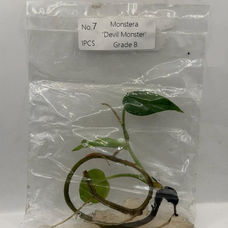 Monstera Devil Monster Tissue Culture Plant – Grade B- Grower’s Choice gallery