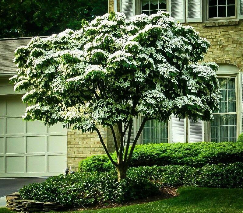 Kousa Dogwood 2-3' in an ABP Container gallery