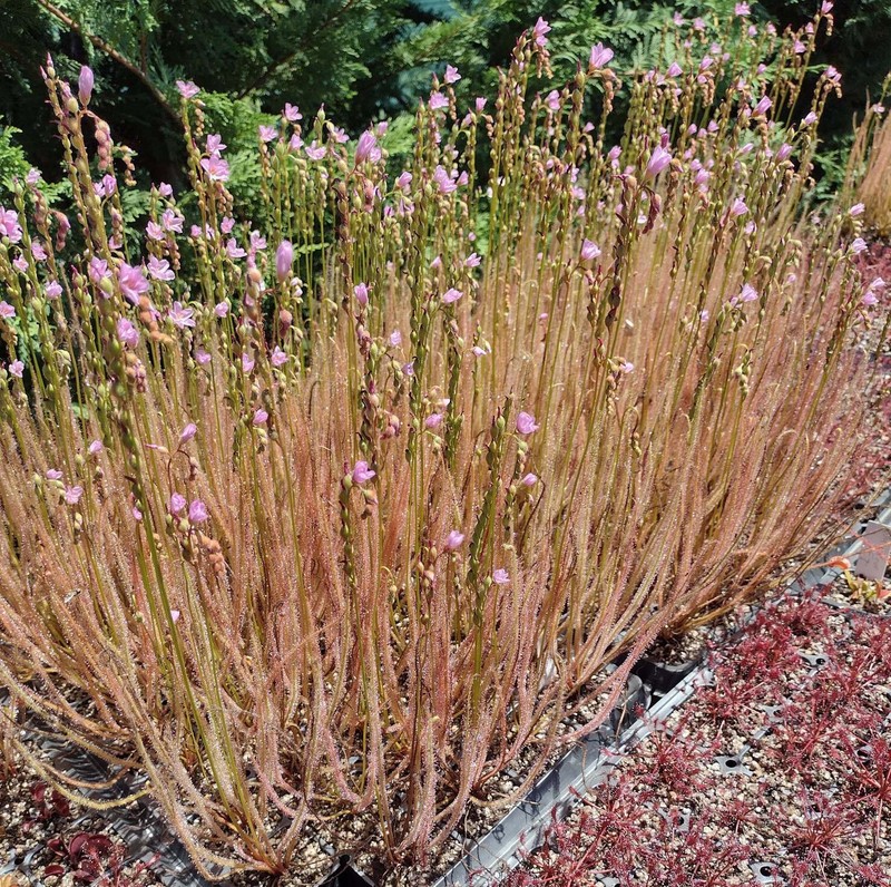 Drosera Filiformis gallery