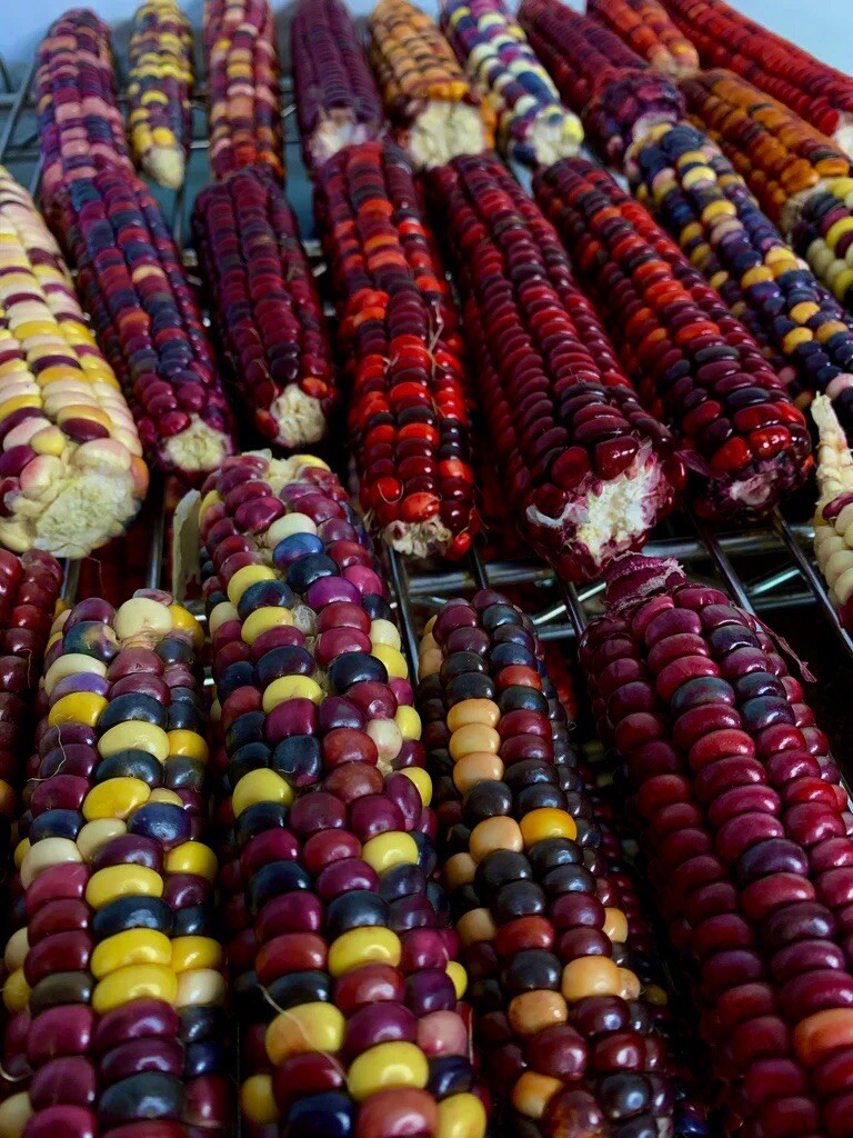 25 Painted Mountain Corn Seeds . Organic . Vibrant. Rare. Non Gmo. Annual . gallery