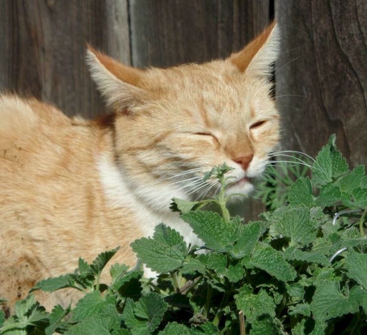 500 CATNIP SEEDS NON - GMO FRESH GARDEN HARVEST HERBS gallery