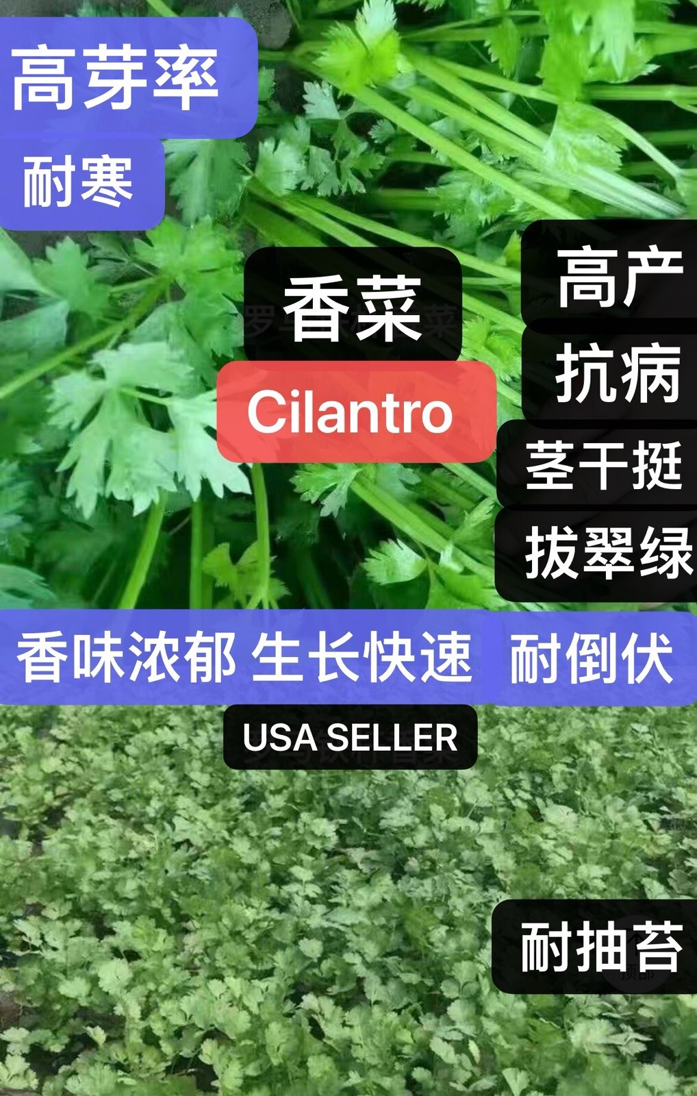 400+ Split Cilantro/Coriander Herb Garden seeds 400多粒香菜种子 2024年新种子 gallery