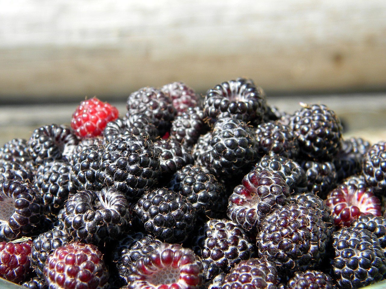 ORGANIC BLACK RASPBERRY 250+ Seeds, Fresh, Made in USA gallery