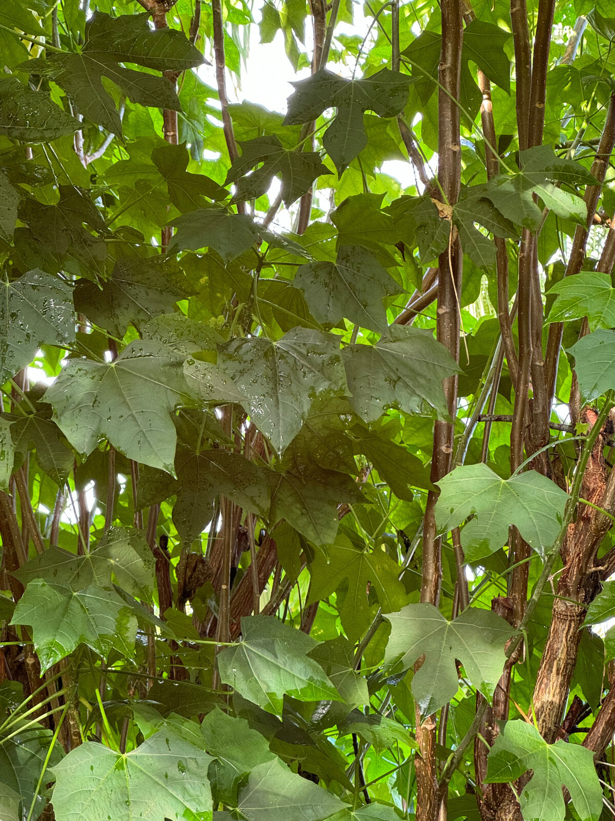 3 ounces Chaya leaves (tree spinach). Must be cooked before ingesting. gallery