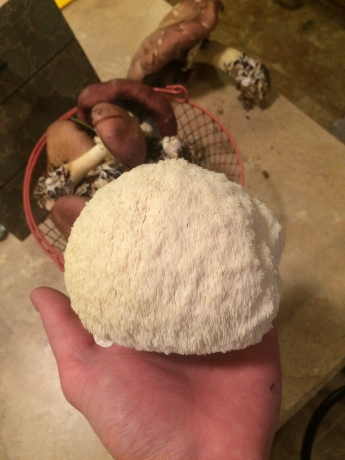 Lion's Mane Mushroom Plug Spawn 100X - FREE USA shipping gallery