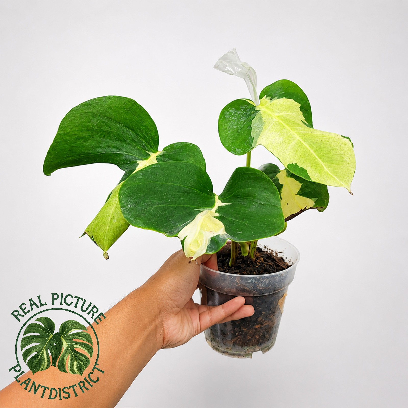 Monstera White Lava Variegated Large Size Free Phyto gallery