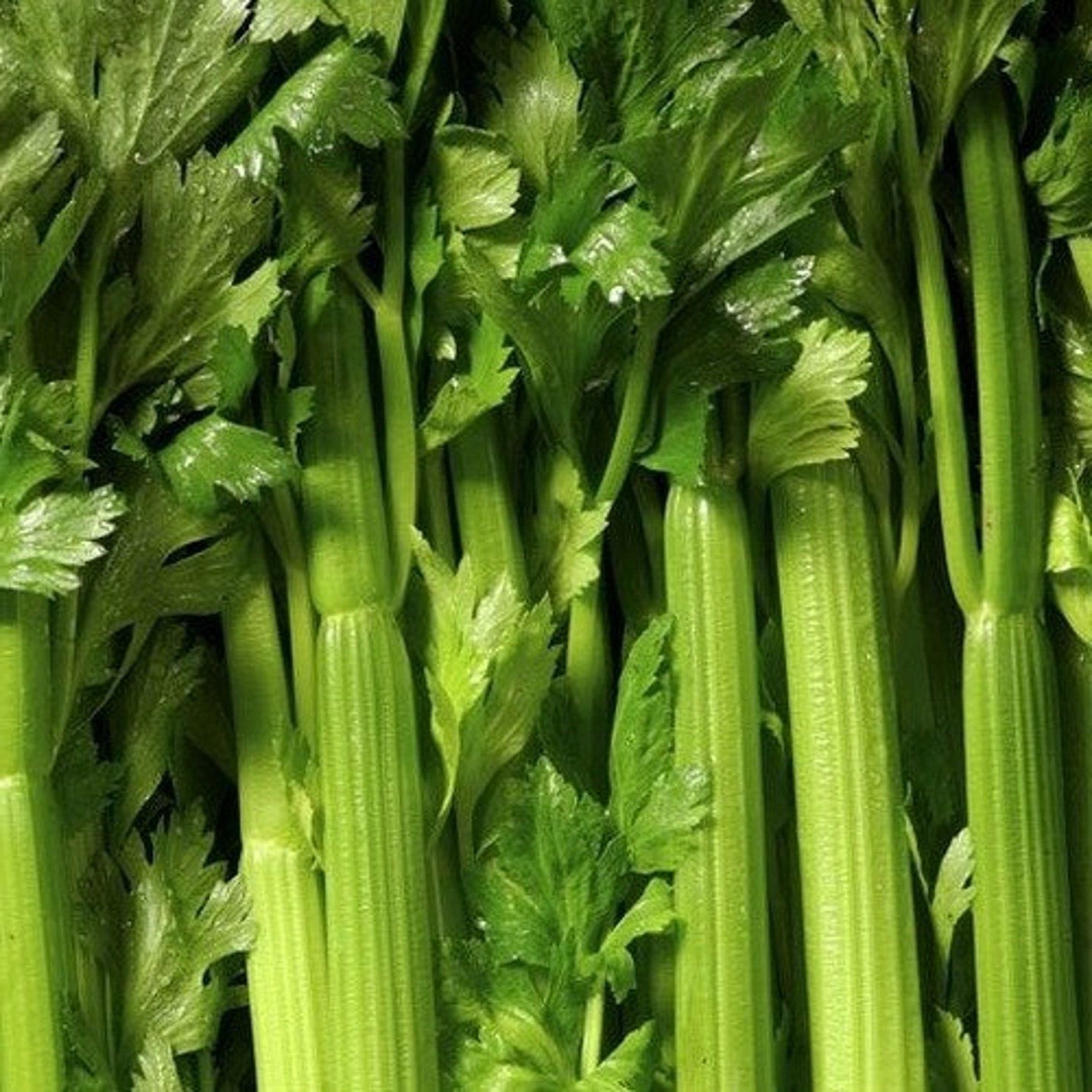 TENDERCRISP CELERY SEEDS 2000+ VEGETABLE garden NON-GMO Apium graveolens gallery