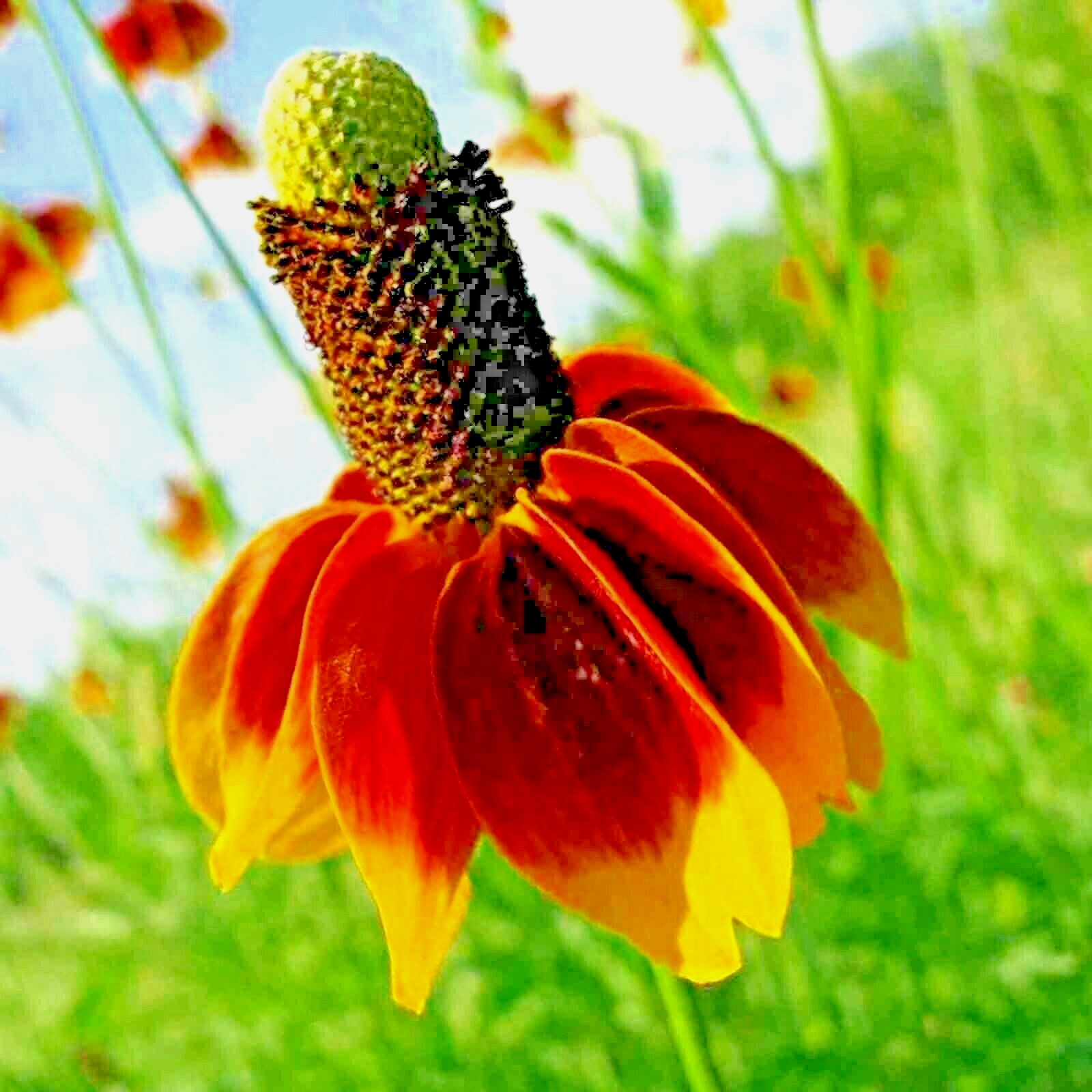 200+ MEXICAN HAT SEEDS SPRING PERENNIAL RARE DROUGHT TOLERANT DEER REPELLENT USA gallery