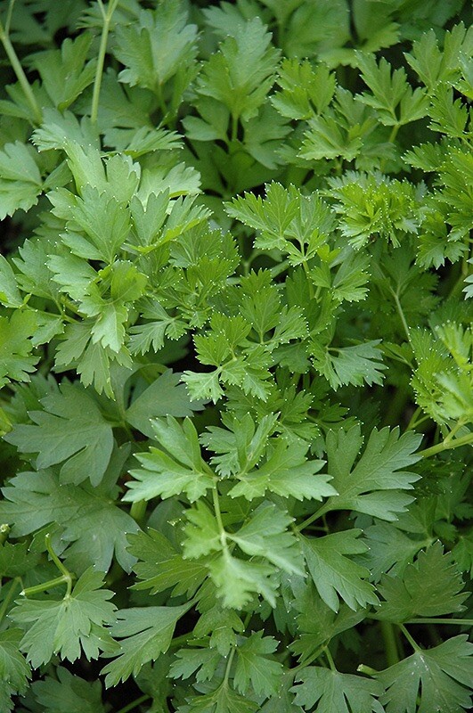 500+ PLAIN SINGLE PARSLEY SEEDS (Petroselinum crispum) gallery