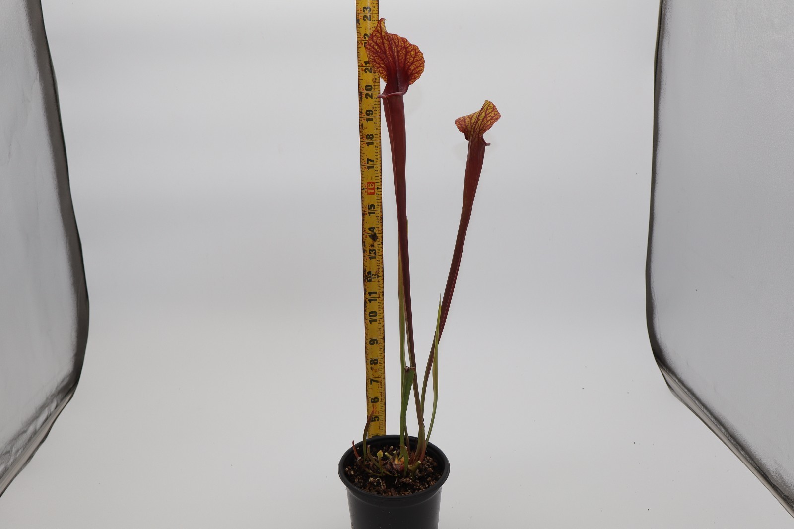 Sarracenia - NOID - Fancy pants!! gallery