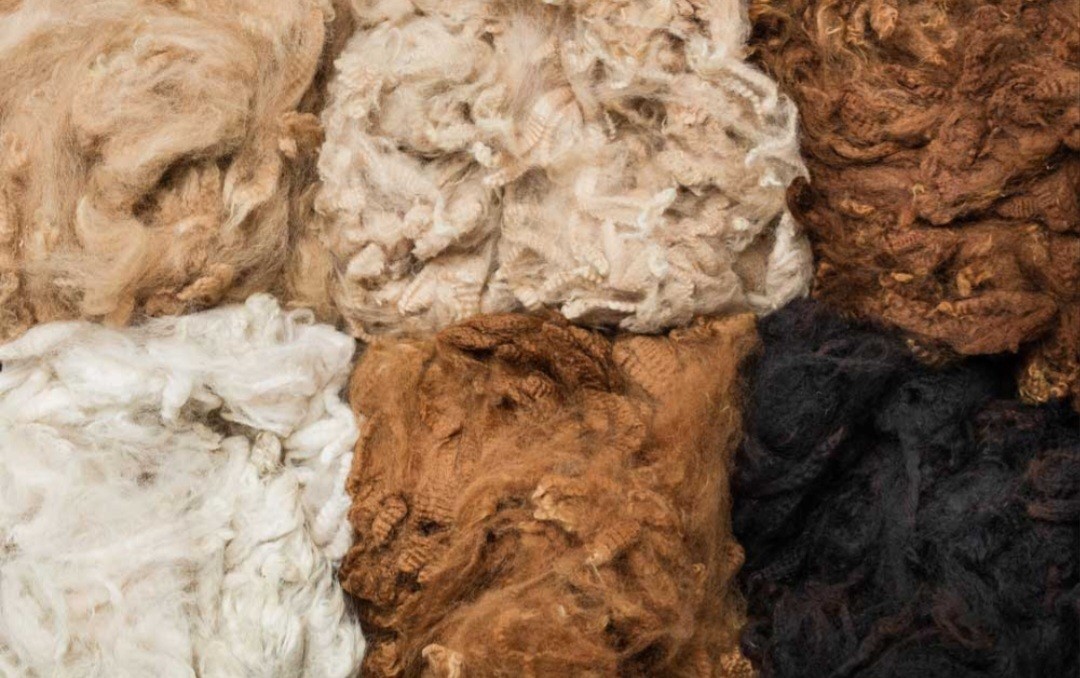 Alpaca Fiber for birds (Unprocessed) gallery