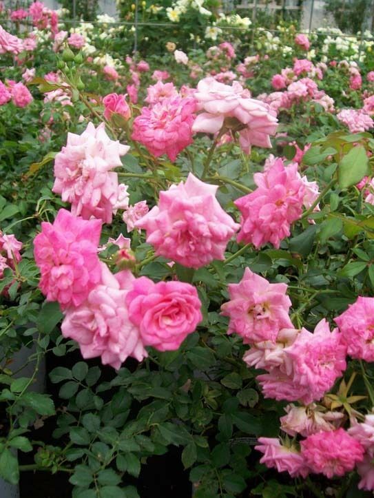 Sweet Drift Pink Roses 5 Gal. Ground Cover Double Flower Rose Bush Live Plants gallery