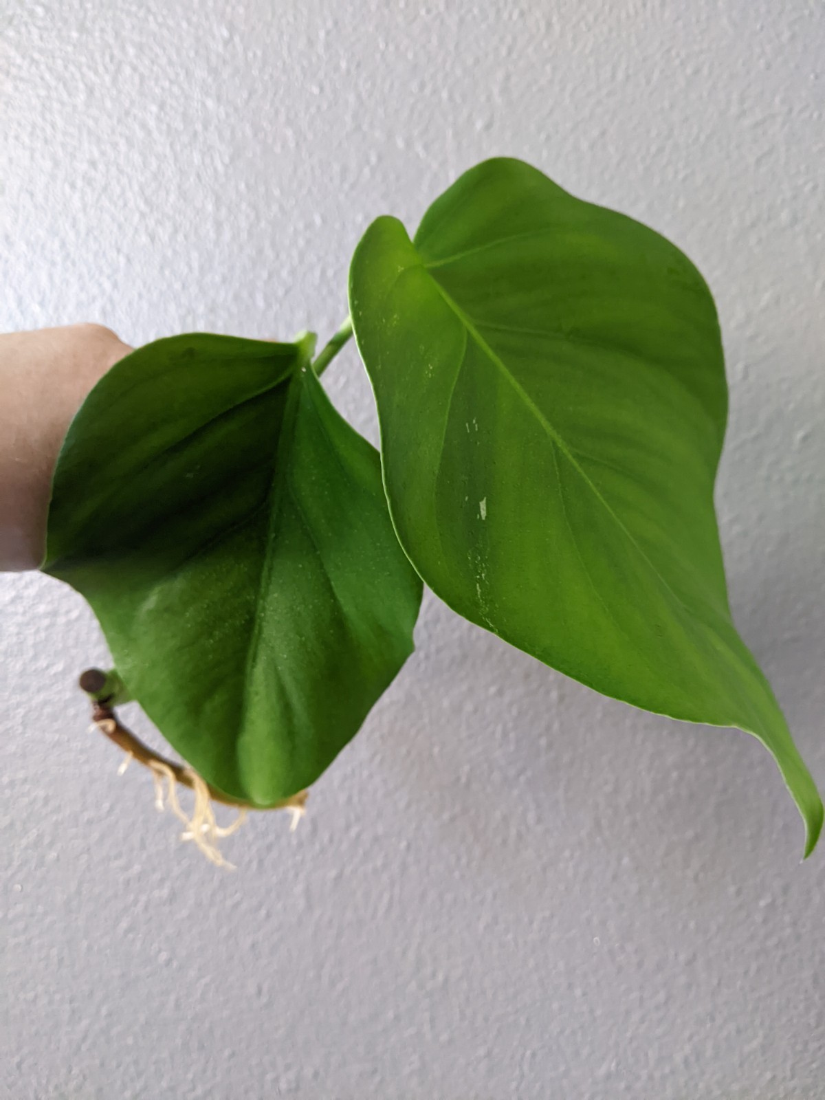 Monstera Albo Deliciosa, Reverted into Swiss Cheese Plant, FREE Shipping gallery