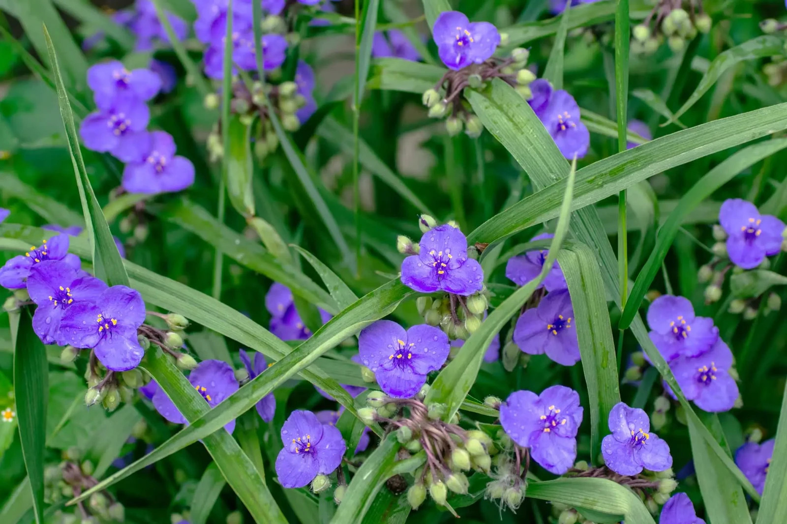 Ohio Spiderwort Wildflower Seeds, Bluejacket, Widow's Tears, FREE SHIPPING gallery